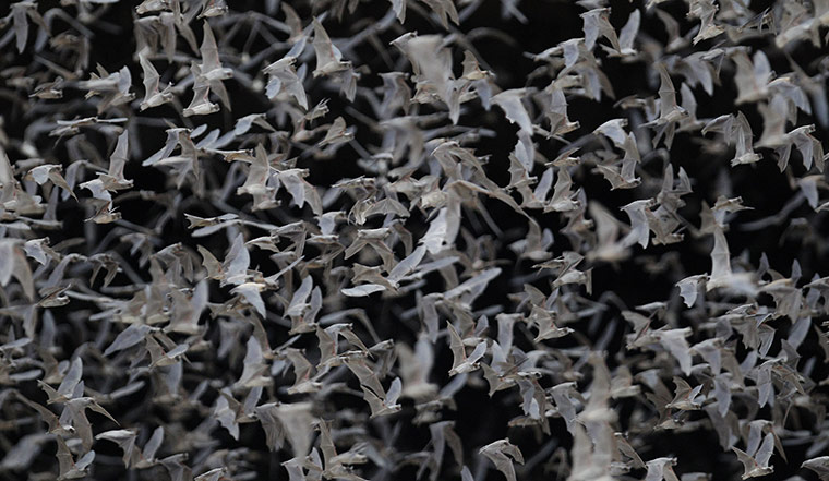 Week in wildlife: some of the 20 million bats emerge from Bracken Cave in Bracken, Texas