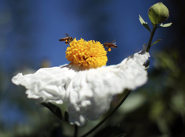 Week in wildlife: Bees hover around a flower 