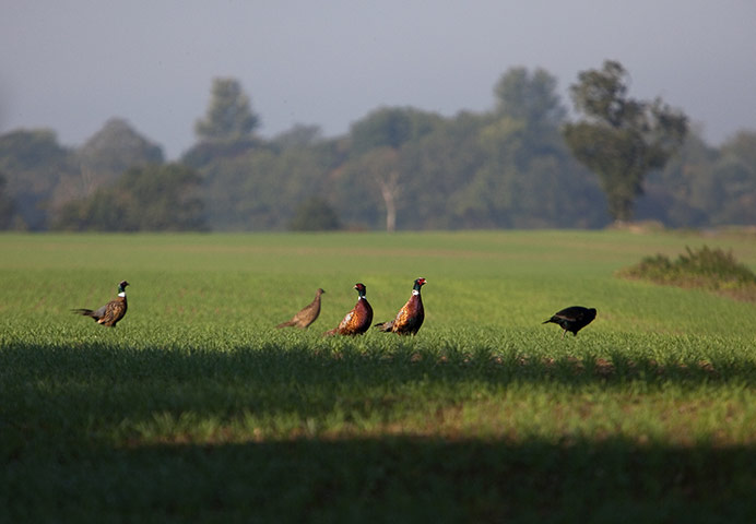 Week in wildlife: Pheasants in fields near Hoxne, Suffolk