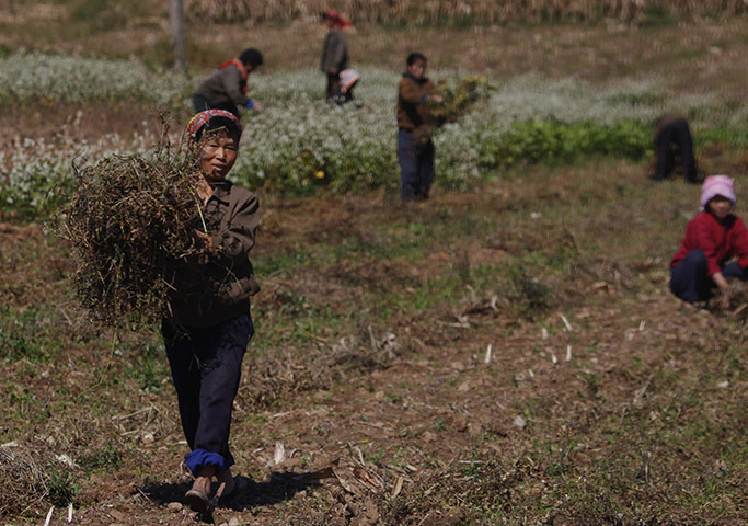Famine in North Korea: North Korean farmers work in a field on a collective farm 