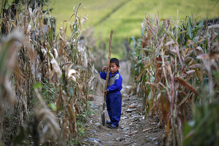 Famine in North Korea:  A North Korean boy holds a spade in a corn field