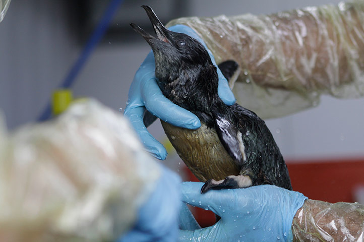 New Zealand oil spill: A penguin found on the beach