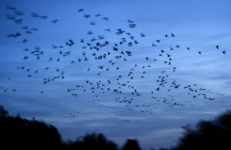 24 hours in pictures: Migrating geese fly over a field  in Germany