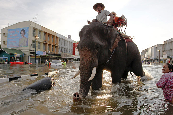 24 hours in pictures: An elephant helps people evacuate a flooded area  in Ayutthaya, Thailand