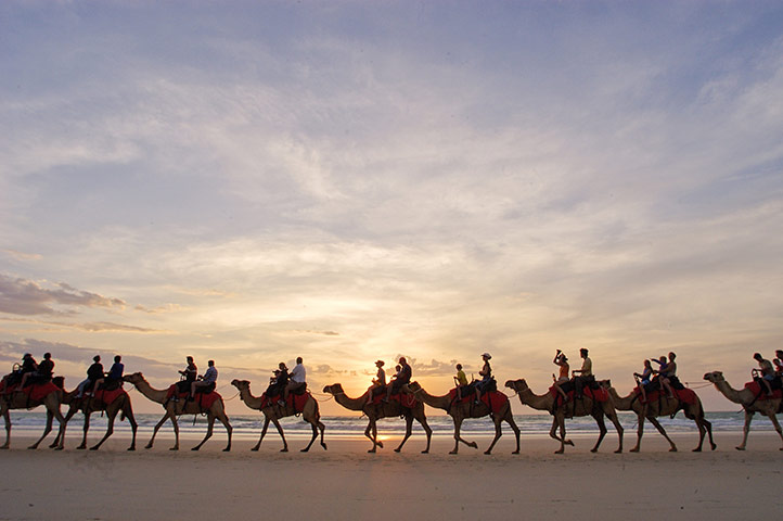 Tourism Western Australia: Sunset camel ride along camel beach