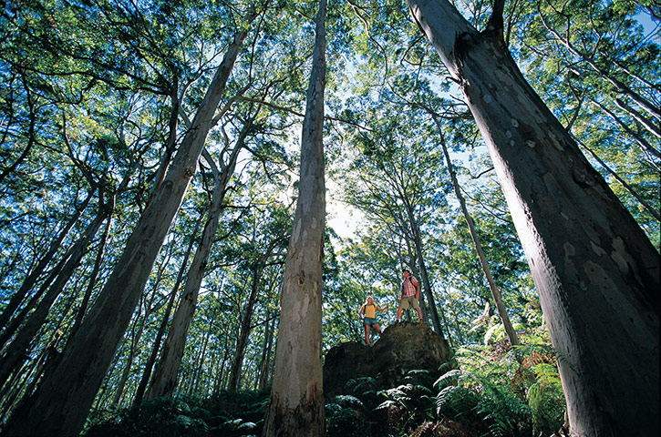 Tourism Western Australia: Hikers in the karri trees of Boranup Forest