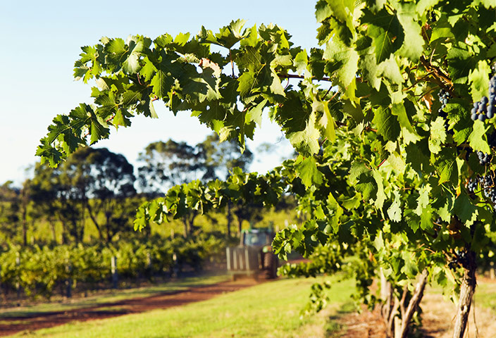 Tourism Western Australia: Grape vines at dusk, Vasse Felix Winery Margaret River
