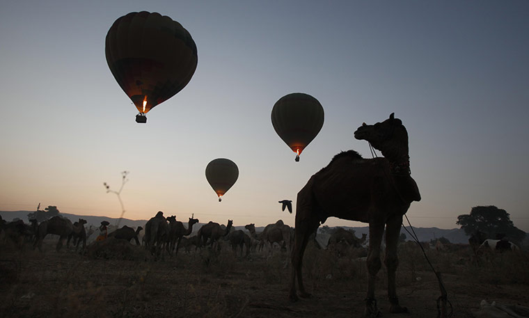 FTA: Manish Swarup: A camel looks up as hot air balloons fly over the Pushkar fair 