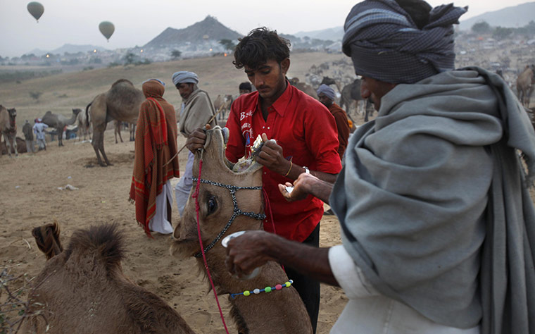 FTA: Manish Swarup: A camel herder tries to open the mouth of his animal to administer medicine