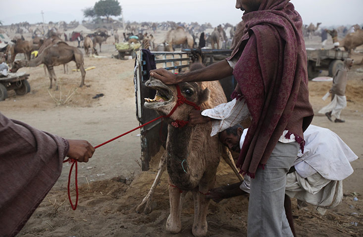 FTA: Manish Swarup: Indian camel herders push an animal bought from the fair onto a truck