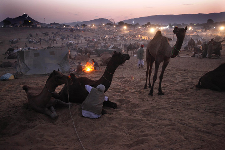 FTA: Manish Swarup: Indian camel herders tend to their animals at the start their day