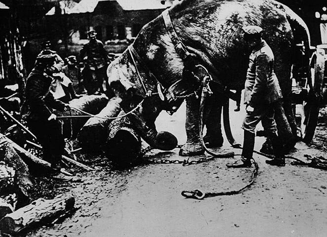 Animals in war: An elephant pushing logs in Belgium/France