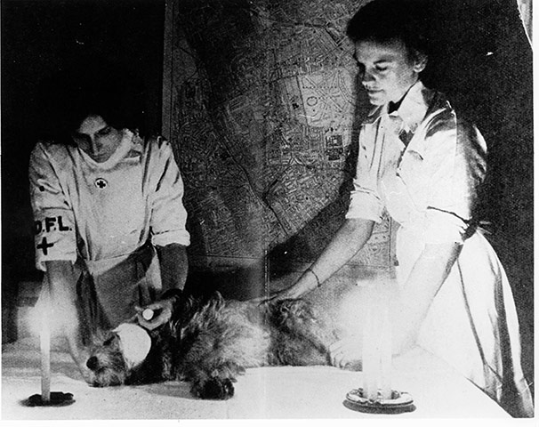 Animals in war: Vet nurses operate on dog by candlelight during the Blitz