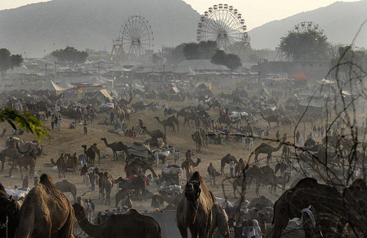 FTA: Manish Swarup: Camels await buyers