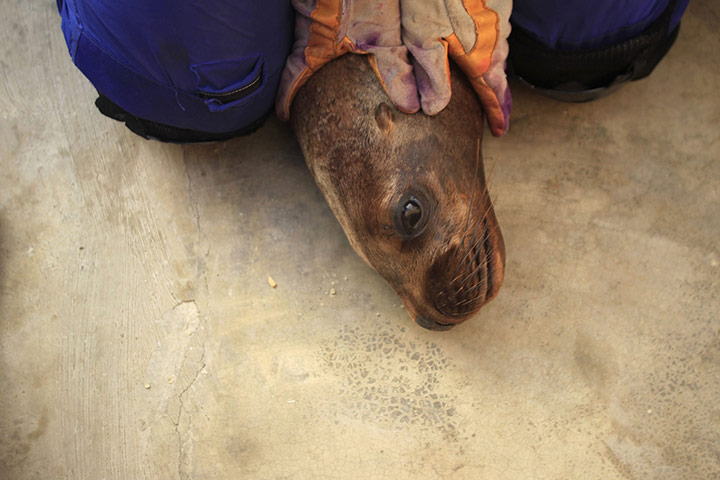 Week in iwildlife: Sea lion is held by a member of Orca at the rehabilitation base in Lima