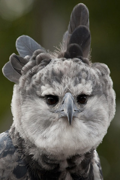 Week in iwildlife: HARPY EAGLE RAISES FEATHERS FOR FESTIVAL OF FLIGHT AT SAN DIEGO