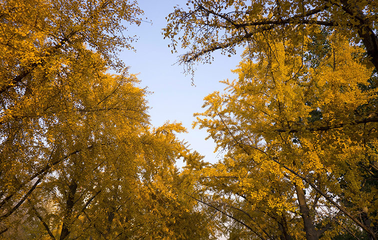 Week in iwildlife: China fall