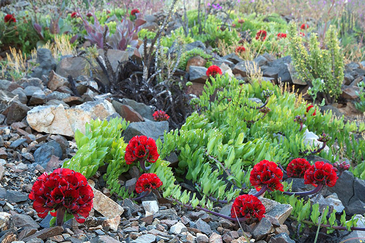 Week in iwildlife: Flowers bloom on the desert in the Llanos de Challe in Atacama desert