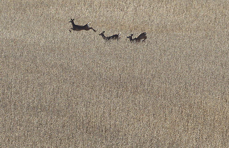 Week in iwildlife: whitetail deer