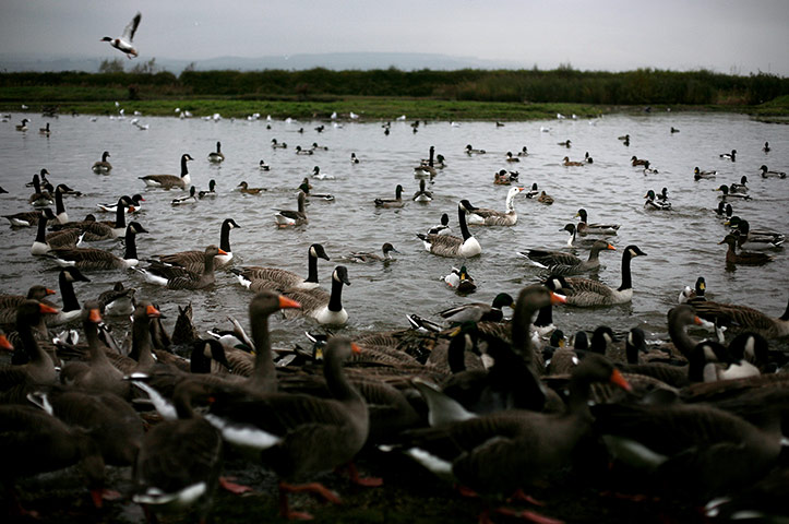 Week in iwildlife: Wildfowl and Wetlands Trust, Slimbridge