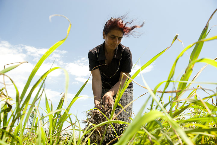 After the thaw: Azerbaijan: Onion farmer Rafiga Ahmedova, 48, harvests onions