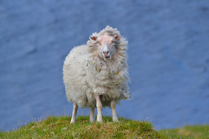 RSPCA young award: RSPCA Young Photographer of the Year