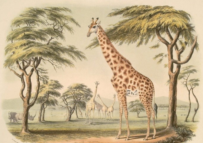 Folio Society: men: A giraffe in Darwin's The Origin of the Species