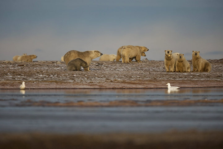 Stranded polar bears: Barter Island, Kaktovik, Alaska