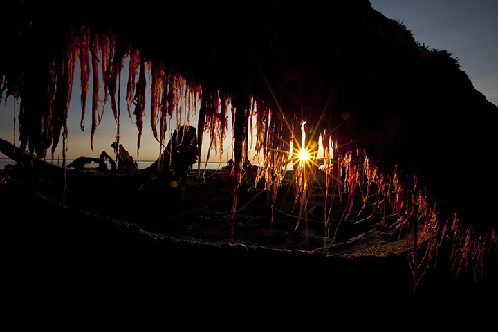 Stranded polar bears: Barter Island, Kaktovik, Alaska