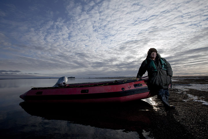 Stranded polar bears: Barter Island, Kaktovik, Alaska