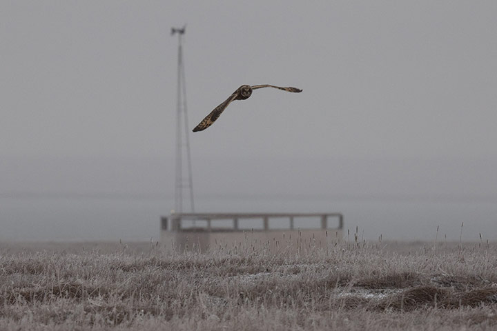 Stranded polar bears: Barter Island, Kaktovik, Alaska