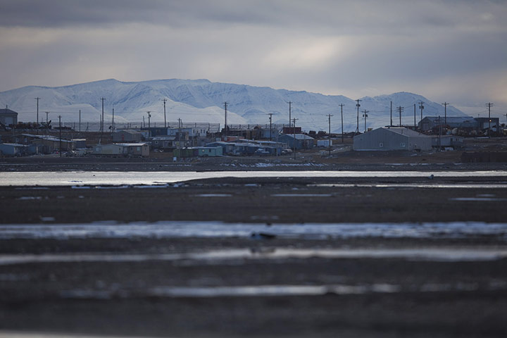 Stranded polar bears: Barter Island, Kaktovik, Alaska
