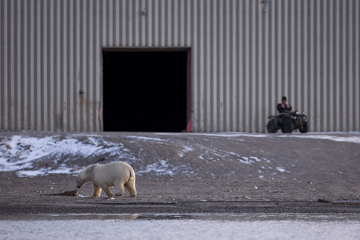 Stranded polar bears: Barter Island, Kaktovik, Alaska