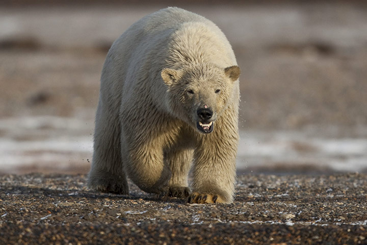 Stranded polar bears: Barter Island, Kaktovik, Alaska