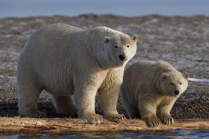 Stranded polar bears: Barter Island, Kaktovik, Alaska