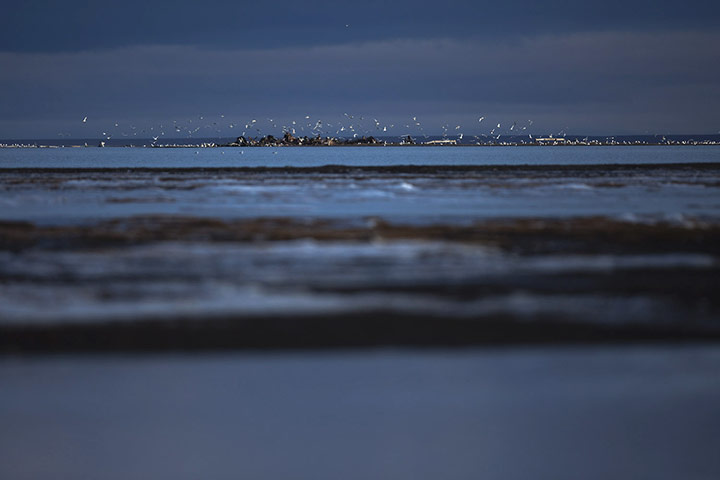 Stranded polar bears: Barter Island, Kaktovik, Alaska