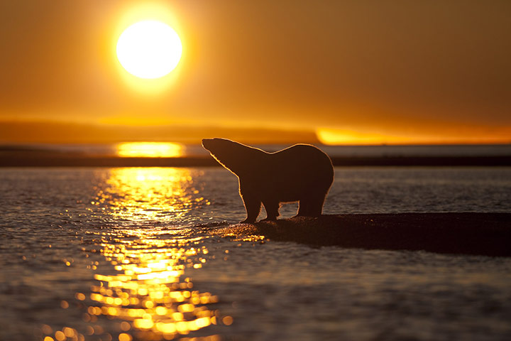 Stranded polar bears: Barter Island, Kaktovik, Alaska