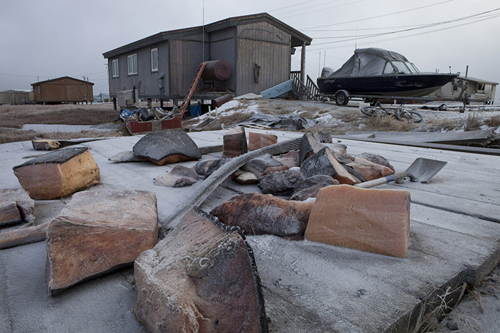 Stranded polar bears: Barter Island, Kaktovik, Alaska