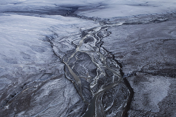 Stranded polar bears: Barter Island, Kaktovik, Alaska