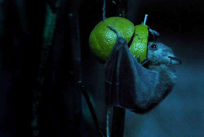 24 hours in pictures: A bat sucks from juice from a lemon at Troja Zoo  in Prague