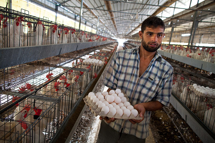 Interpal in Gaza: supporting  poultry farm