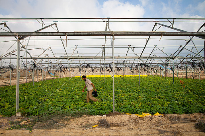 Interpal in Gaza: supporting farming