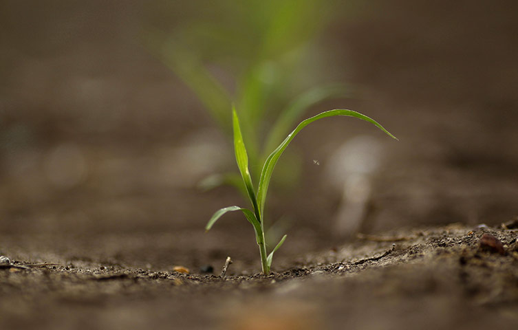 From the agencies: A newly emerged crop stands in a field on a farm near Chinchilla