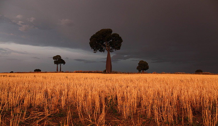 From the agencies: Freshly cut wheat stands under approaching storm clouds