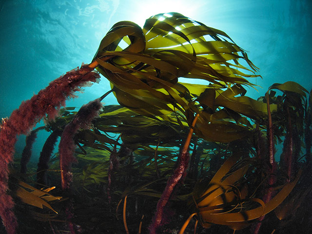 2011 BSoUP: Underwater Photography competition winners