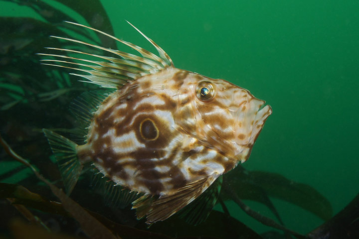 2011 BSoUP: Underwater Photography competition winners