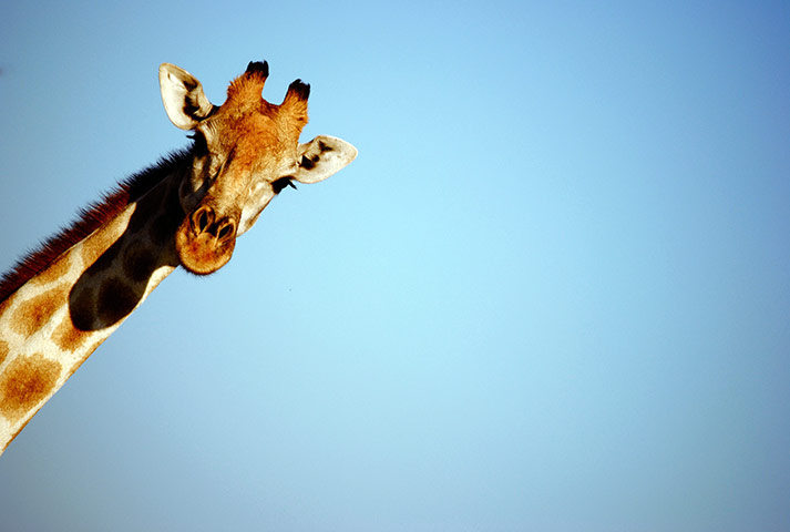 In pictures: Height: Giraffe