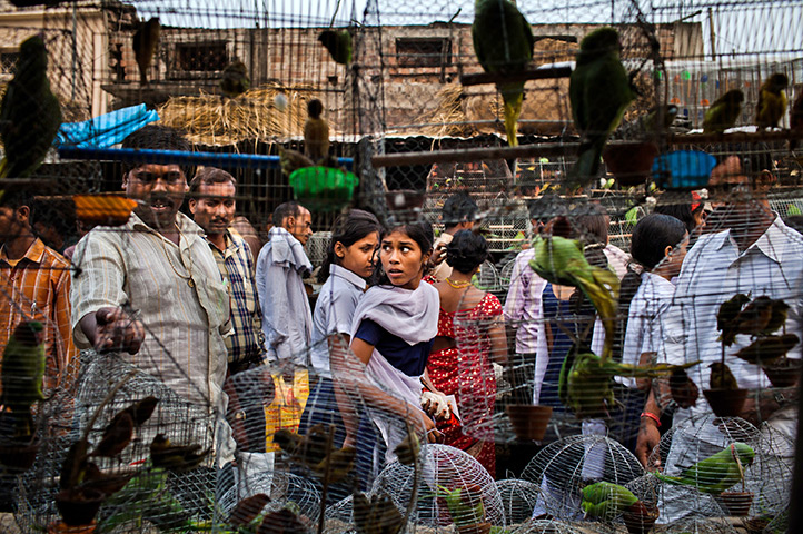 24 hours in pictures: People walk past cages with birds for sale at a market, India