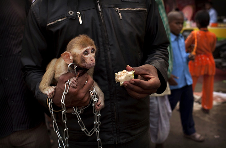 24 hours in pictures: An Indian man offers a piece of apple to a baby monkey, India