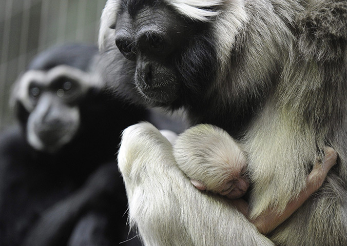 24 hours in pictures: A pileated gibbon carries its cub at the zoo in Zurich